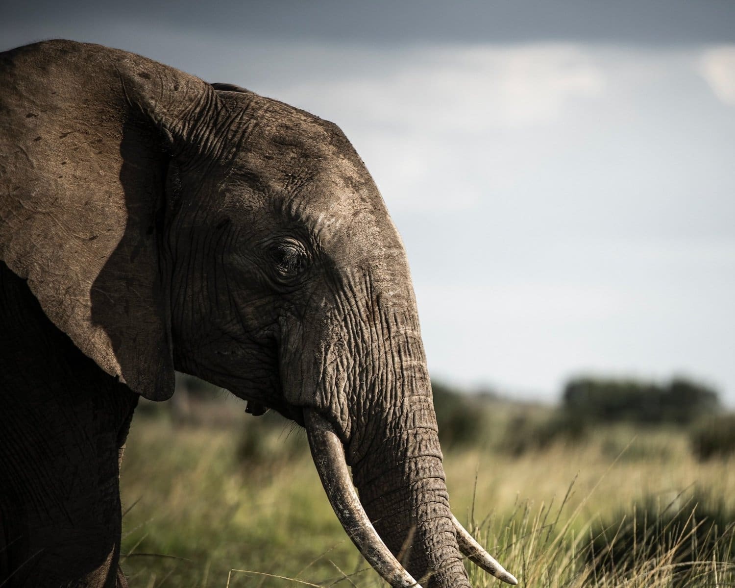 Championing African Local Conservation: Unlocking Climate Finance for Community-Led Solutions